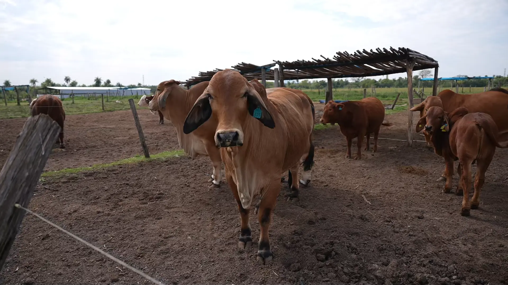 Ganado bovino en el corral del rancho